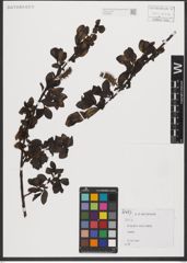 Foto von Salix L.